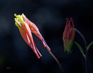 Red Columbine 8982